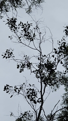 Eucalyptus amplifolia