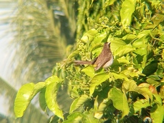 Pycnonotus goiavier