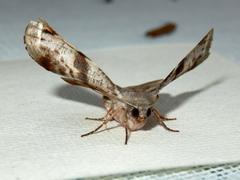 Oenochroma turneri
