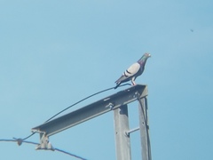 Columba livia domestica