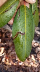 Caloptilia azaleella