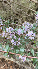 Ceanothus