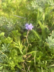 Phacelia distans