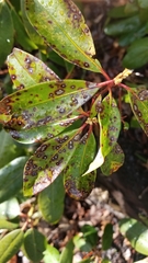 Mycosphaerella colorata