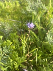 Phacelia distans