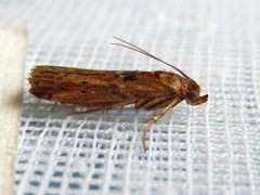 Ephestiopsis oenobarella