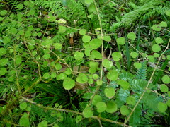 Coprosma rotundifolia