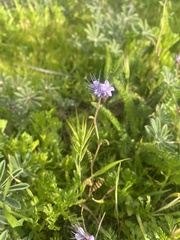 Phacelia distans