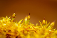 Orthotrichum pulchellum