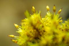 Orthotrichum pulchellum