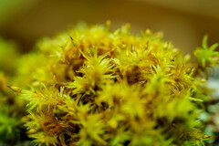 Orthotrichum pulchellum