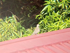 Geopelia striata