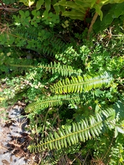 Blechnum hastatum