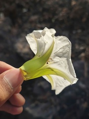 Ipomoea intrapilosa