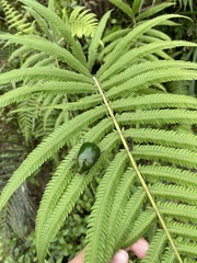 Cyrtonota
