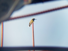 Cinnyris jugularis