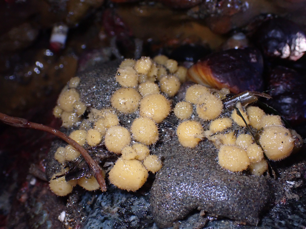 California ball sponge