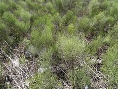 Baccharis notosergila