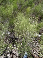 Baccharis notosergila