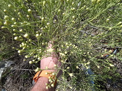 Baccharis notosergila