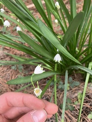 Leucojum
