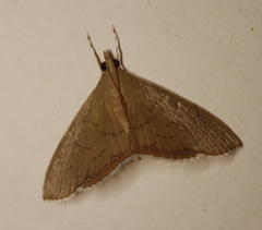 Hyalobathra crenulata