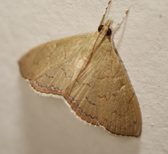 Hyalobathra crenulata