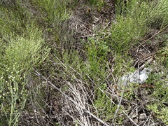 Baccharis notosergila