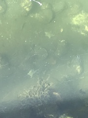 Patiriella regularis