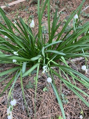 Leucojum