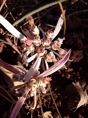 Euphorbia radians