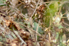 Empidonax occidentalis