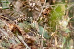 Empidonax occidentalis