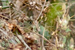 Empidonax occidentalis