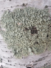 Flavoparmelia soredians