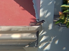 Rhipidura nigritorquis