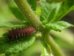 Papilionidae