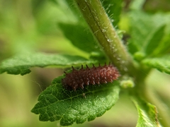 Papilionidae