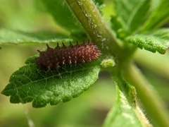 Papilionidae