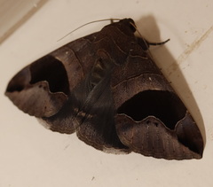 Bastilla solomonensis