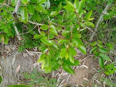 Glochidion billardierei