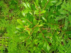 Glochidion billardierei