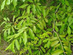 Syzygium cumini