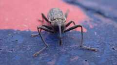 Dorytomus longimanus