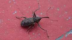 Dorytomus longimanus