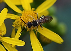 Nomada luteoloides