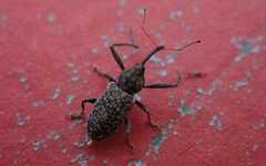 Dorytomus longimanus