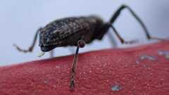 Dorytomus longimanus