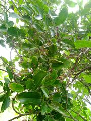 Jasminum simplicifolium