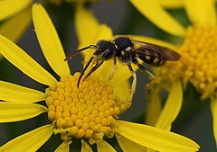 Nomada luteoloides